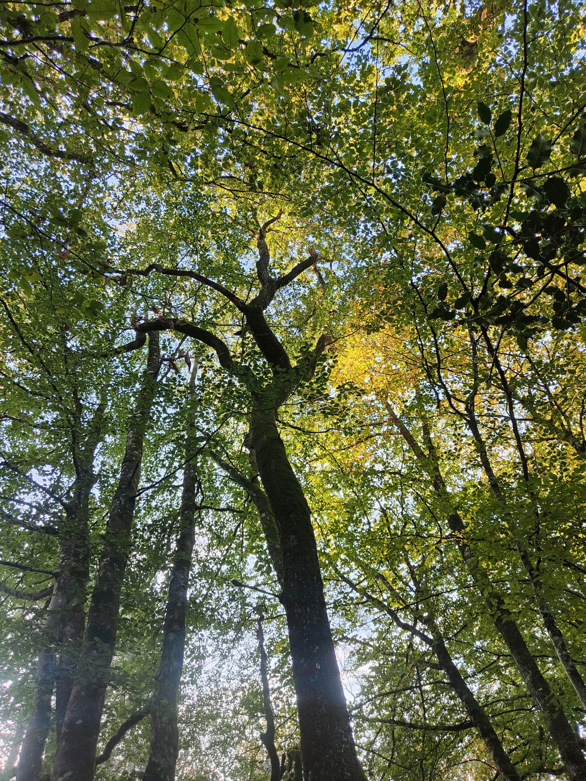 balade contée brocéliande